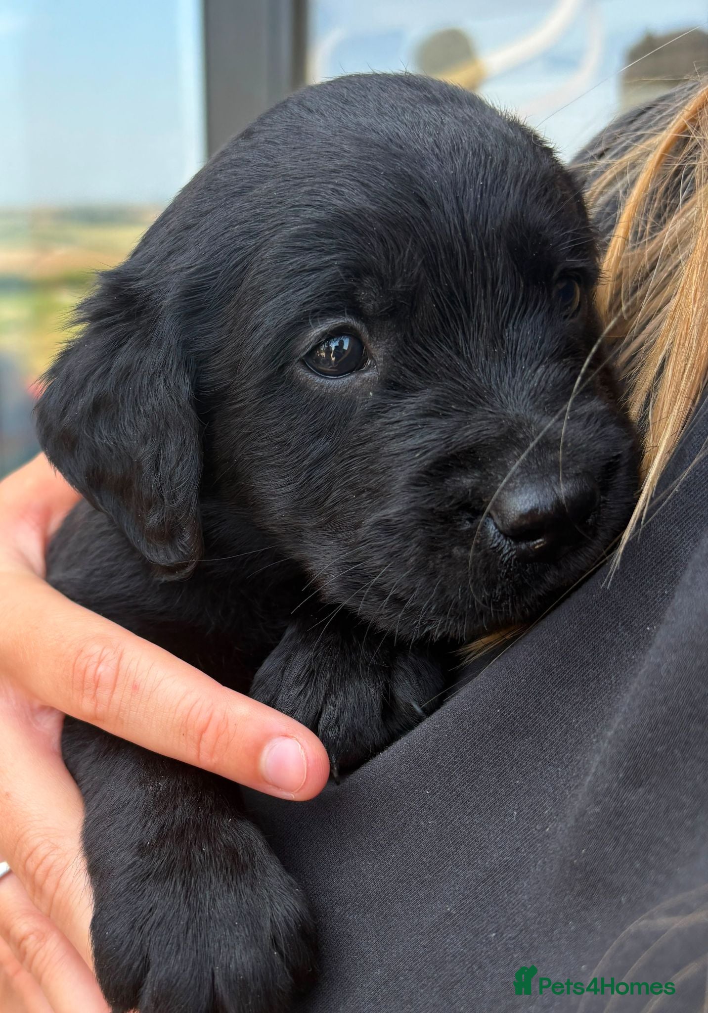 Goldador dogs Golden Retriever × Black Labrador Puppies - Advert 1