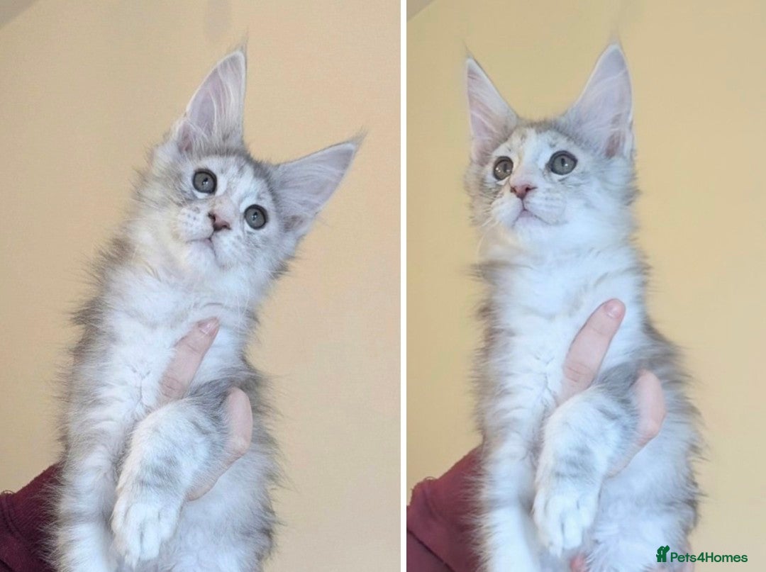 Maine Coon cats Champion Line Female Maine Coon Kittens  - Advert 1