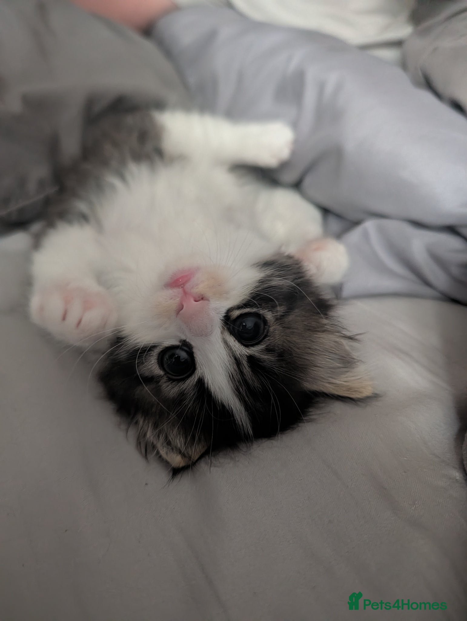 Mixed Breed cats 2 female kittens  - Advert 1