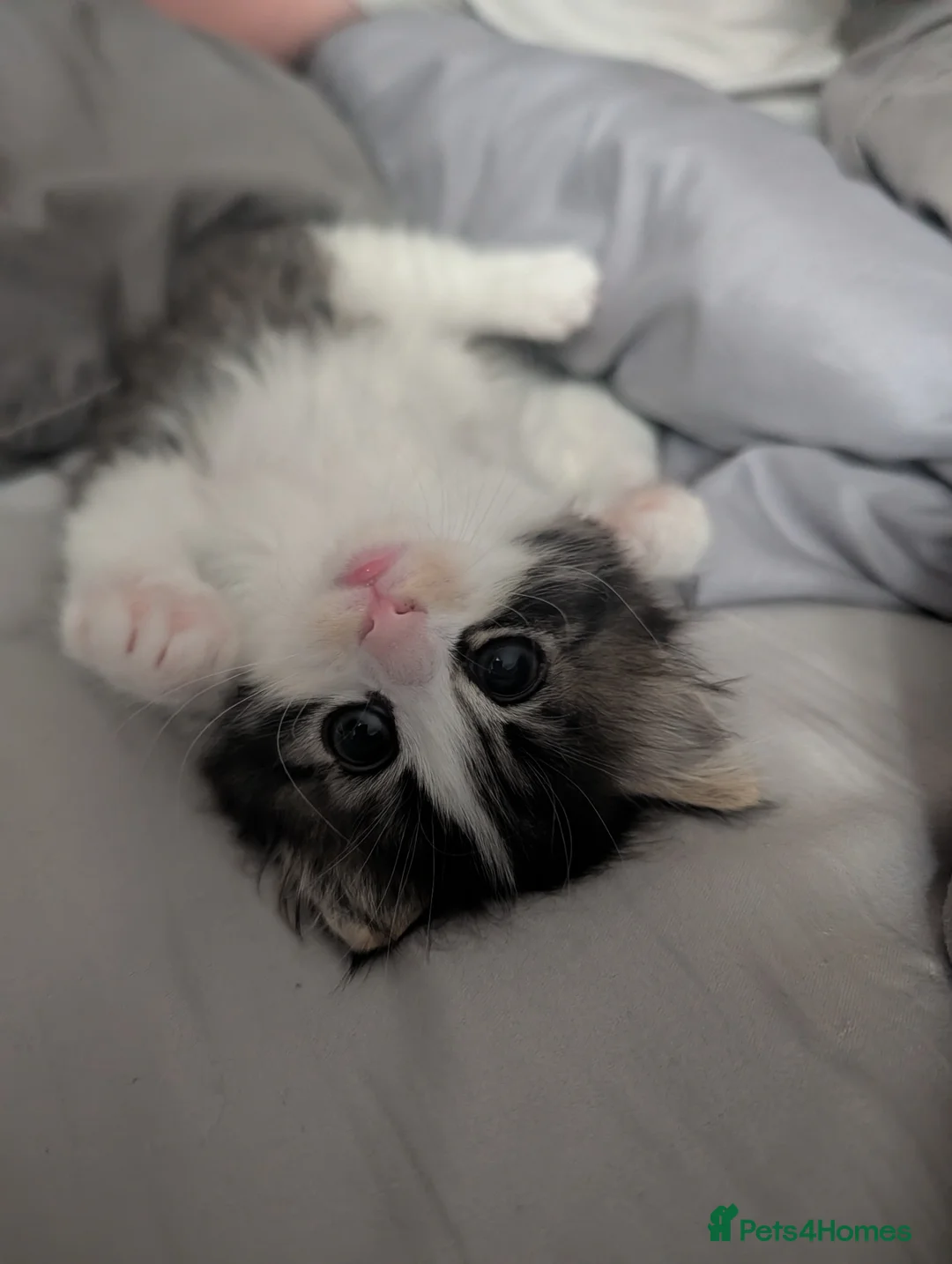 Mixed Breed cats for sale: 2 female kittens  - Advert 1