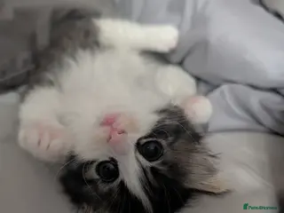 Mixed Breed cats 2 female kittens - Advert 1