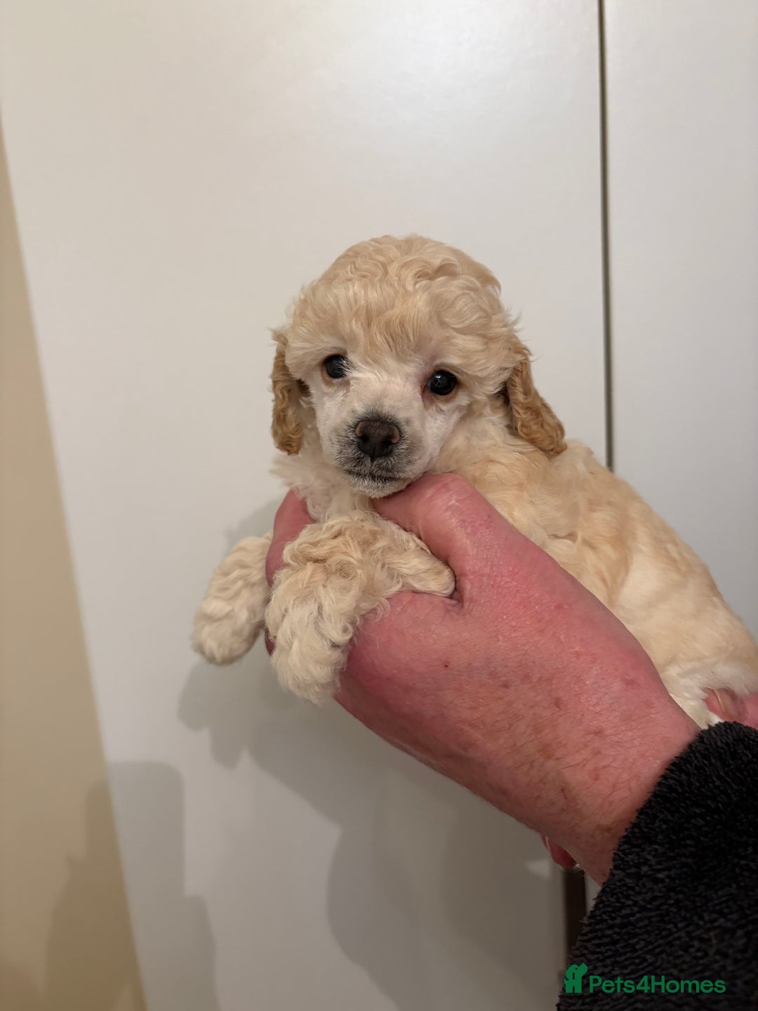 Toy Poodle dogs for sale: KC Registered Toy Poodle Puppies - Advert 1