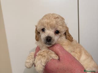 Toy Poodle dogs KC Registered Toy Poodle Puppies - Advert 6