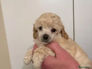 Toy Poodle dogs KC Registered Toy Poodle Puppies - Advert 3