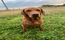 Labrador Retriever dogs for stud: Fully health tested, stunning Labradors - Image 6