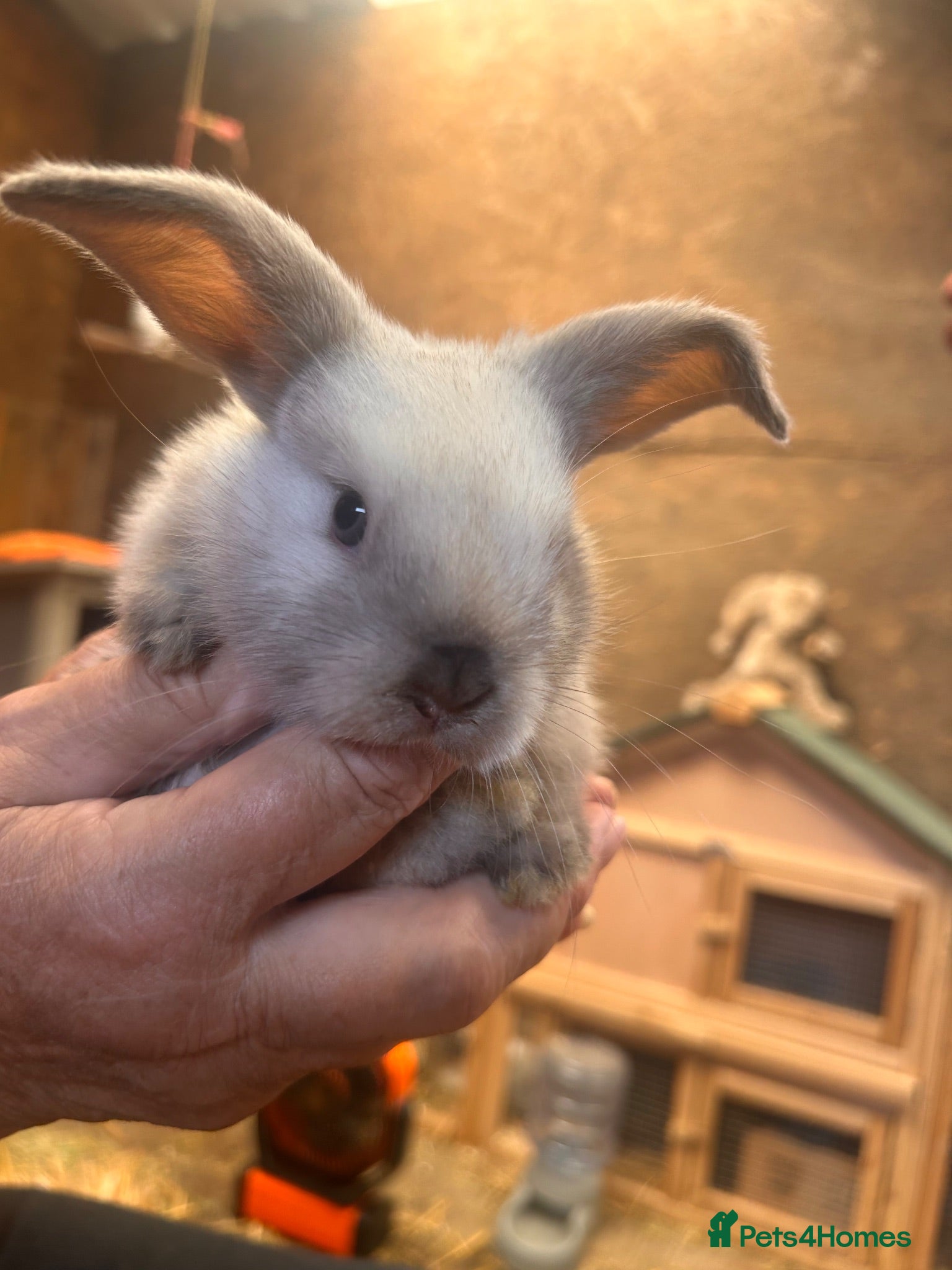 Mixed Breed rabbits Beautiful Mini Lop x Rex kits  - Advert 12