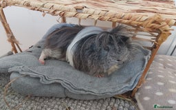 Guinea Pig rodents for sale: Two female guinea pigs - Image 8