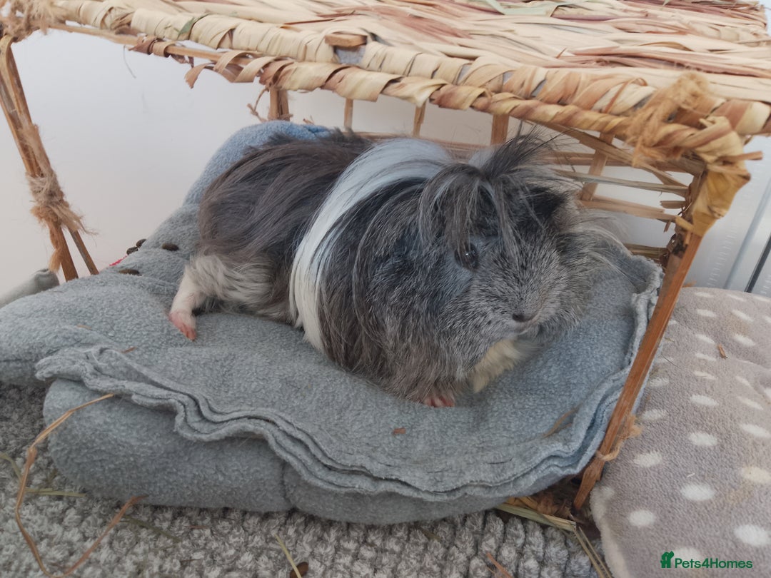 Guinea Pig rodents for sale: Two female guinea pigs - Image 8