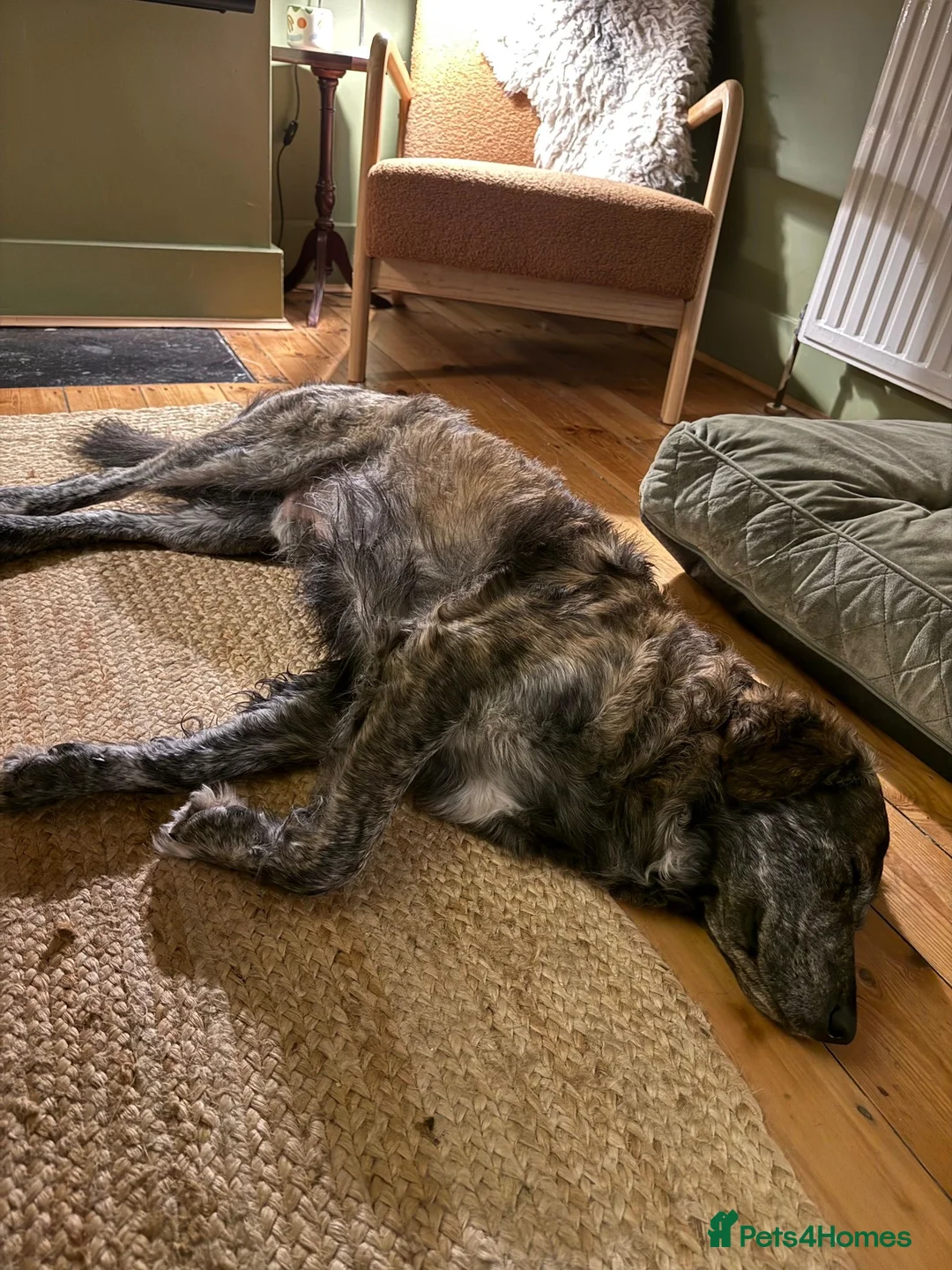 Mixed Breed dogs for adoption: Albie - Advert 13