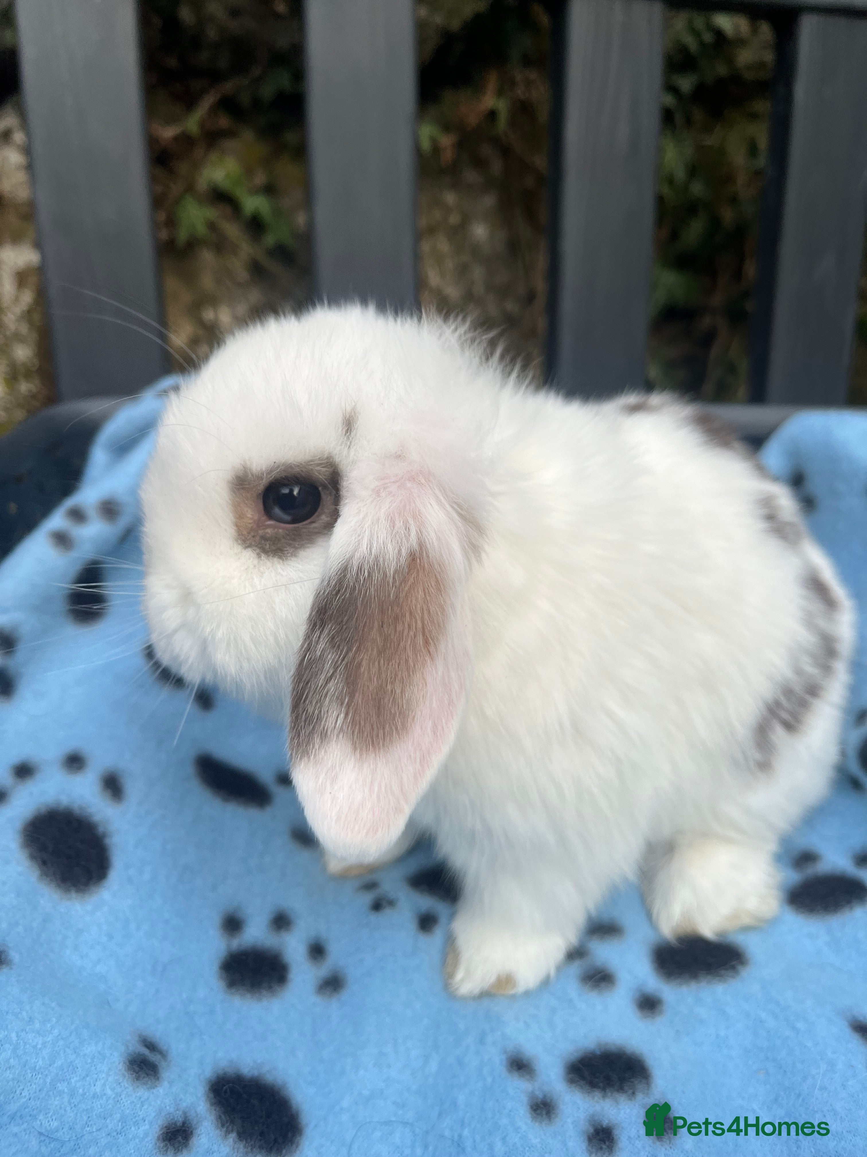 Mini Lop rabbits Gorgeous mini lops  - Advert 10