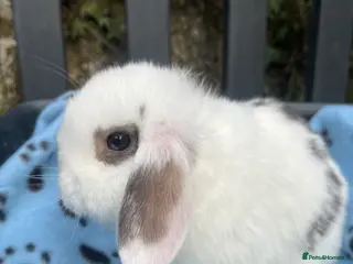 Mini Lop rabbits Gorgeous mini lops - Advert 10