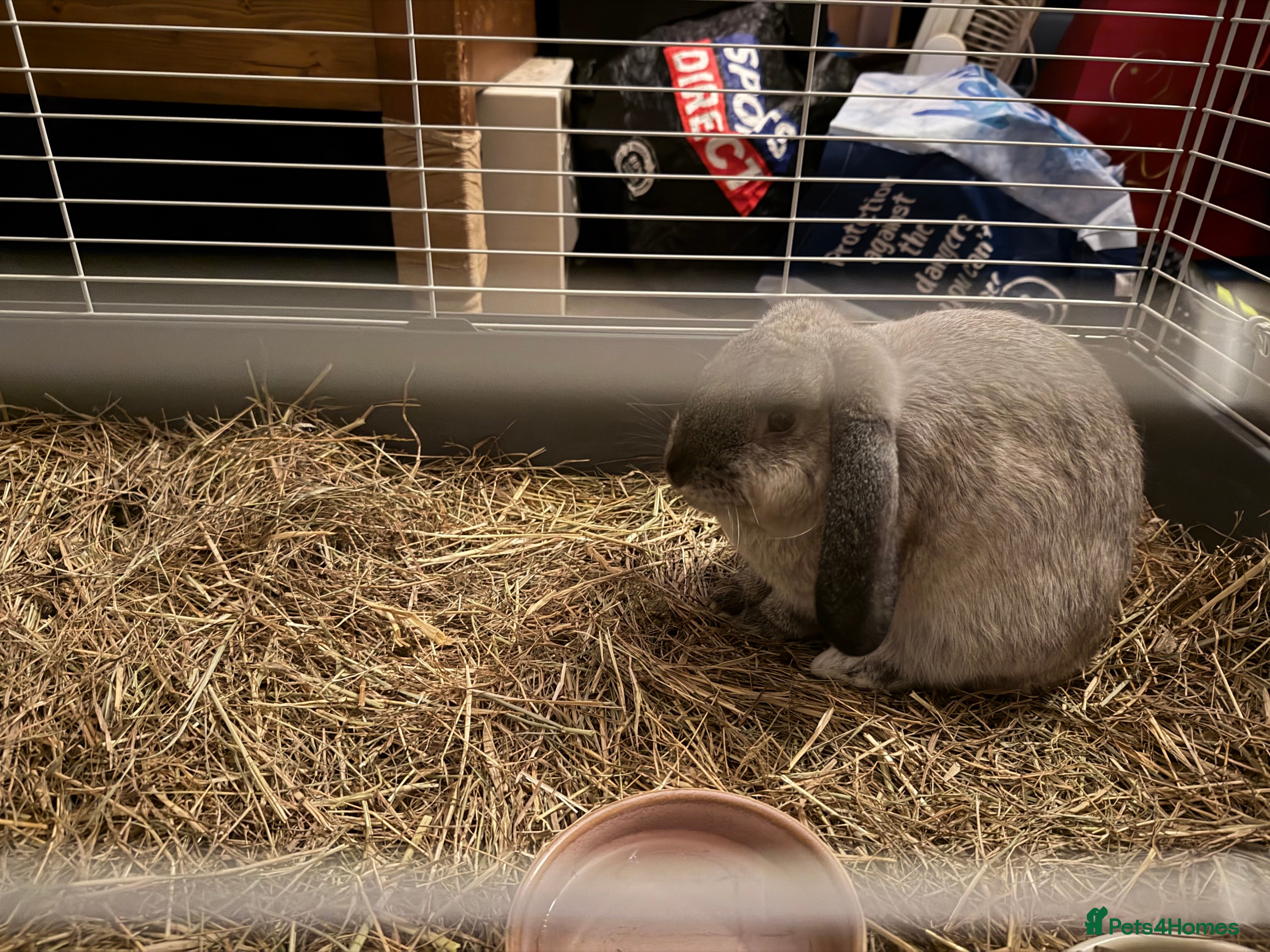 Mixed Breed rabbits 4 month male rabbit  - Advert 1