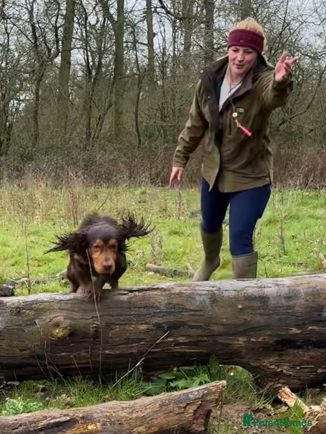 Cocker Spaniel dogs for stud: Stunning Chocolate & Tan Cocker Proven Stud in Burton-on-Trent - Advert 3