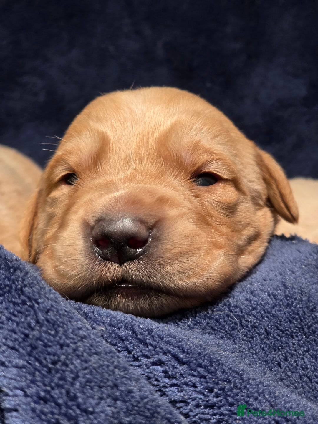 Goldador dogs for sale: Home-Raised Goldador Puppies Ready Soon 🐶 - Advert 3