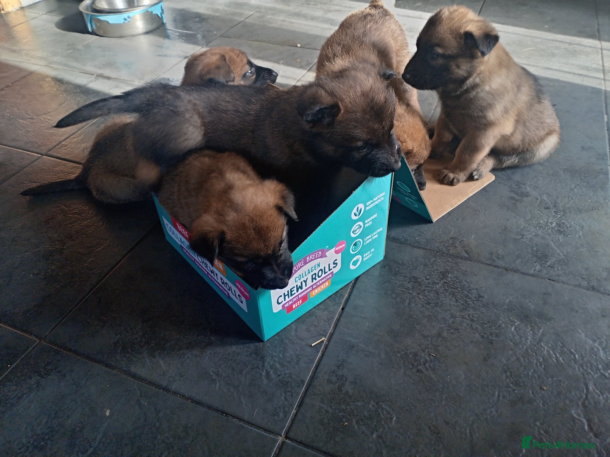 Belgian Shepherd Dog dogs for sale: Belgium malinois puppies 7 weeks old - Advert 6