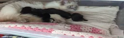 Mixed Breed cats for sale: 4 black kittens  in Retford - Advert 1