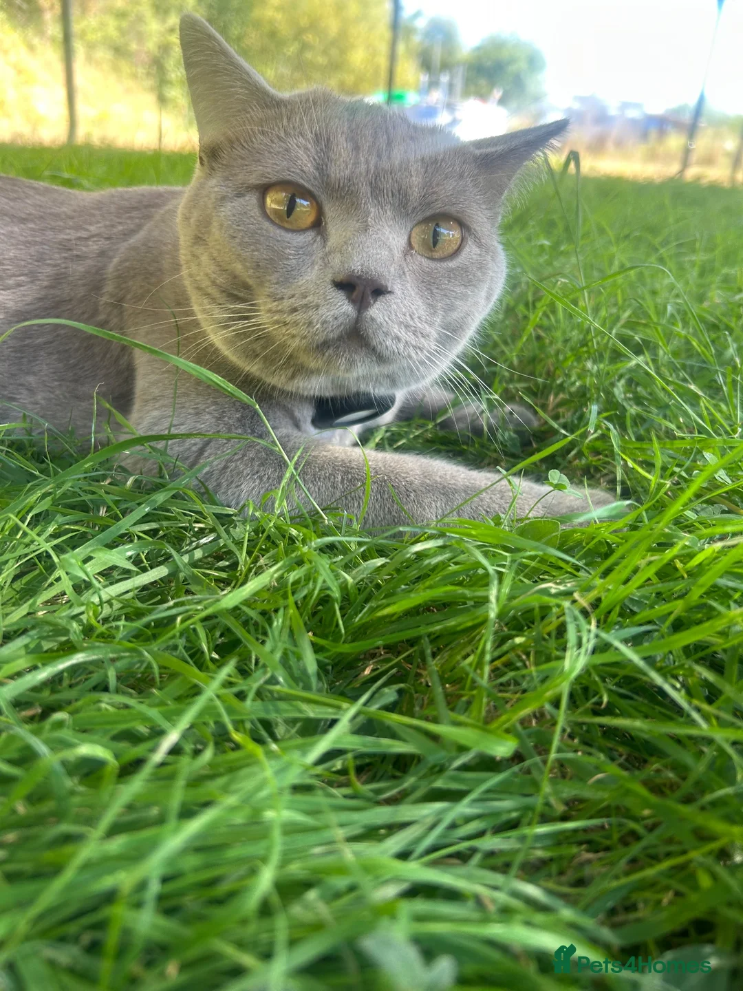 British Shorthair cats for sale: British Shorthair Cat 15 months old  - Advert 7