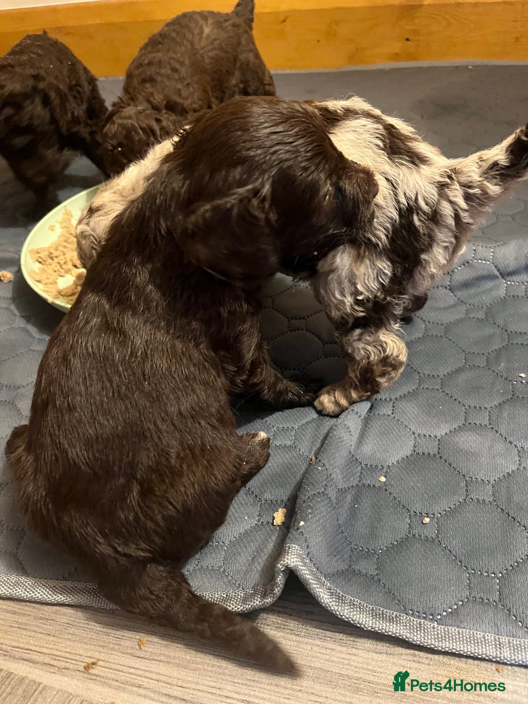 Labradoodle dogs for sale: 🐾Stunning Miniature Labradoodle F1b Puppies🐾  - Image 10