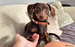 Miniature Dachshund dogs for stud: MINI DASCHUND FOR STUD - Advert 1