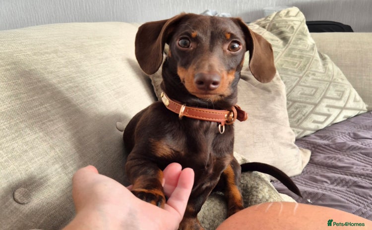 Miniature Dachshund dogs MINI DASCHUND FOR STUD - Advert 1