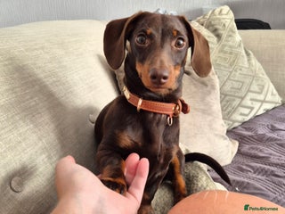 Miniature Dachshund dogs for stud: MINI DASCHUND FOR STUD - Advert 1