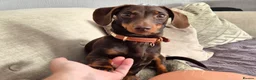 Miniature Dachshund dogs for stud: MINI DASCHUND FOR STUD - Advert 2