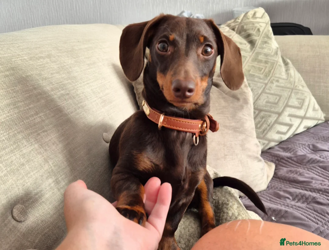 Miniature Dachshund dogs for stud: MINI DASCHUND FOR STUD - Advert 2