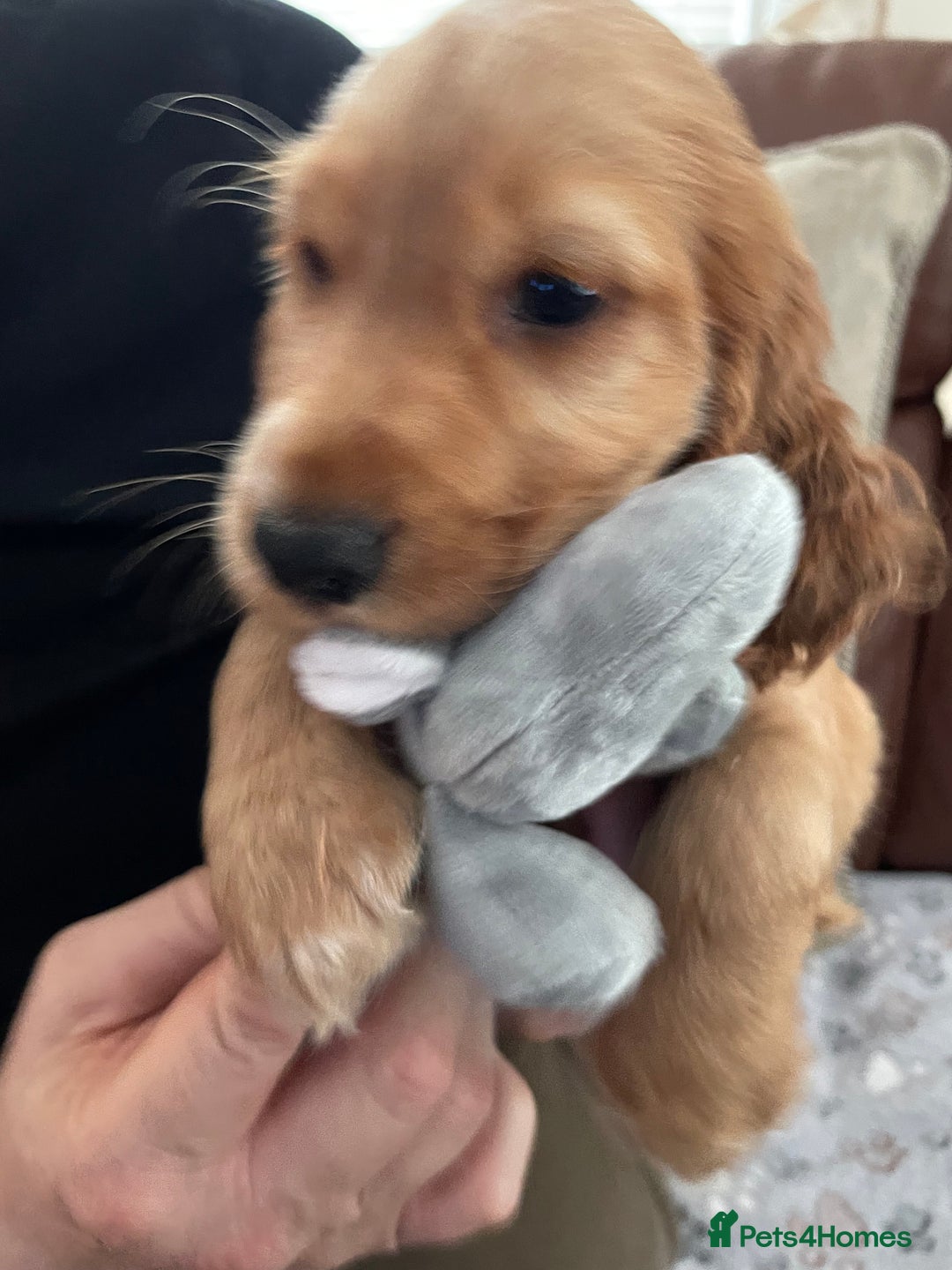 Cocker Spaniel dogs for sale:  Cocker spaniel puppies  - Advert 15