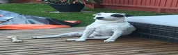 Jack Russell dogs for stud: Reksio    - Advert 10