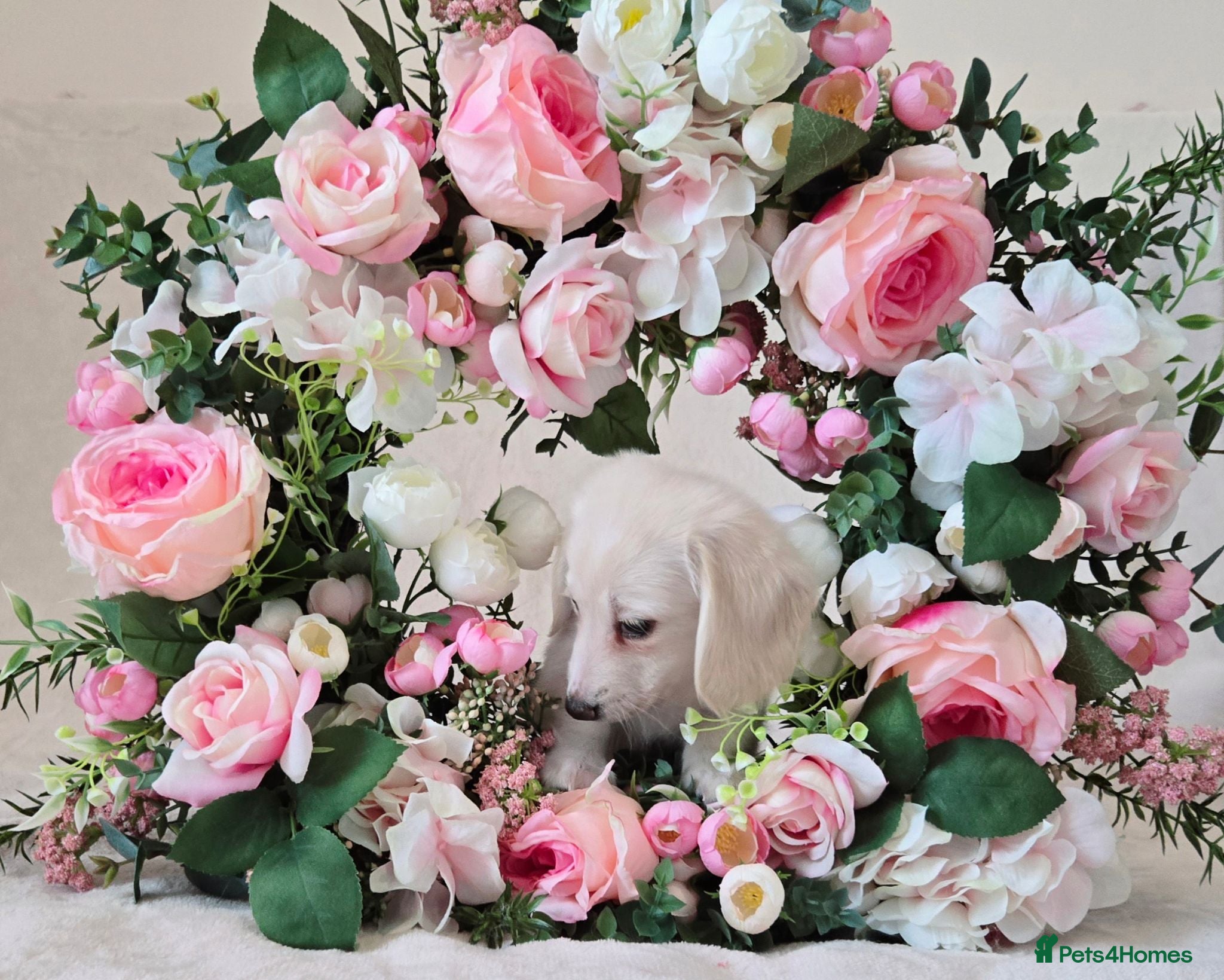 Miniature Dachshund dogs Rare Cream Longcoat Miniature Dachshund Puppies - Advert 2