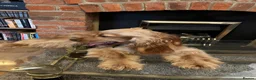 Cocker Spaniel dogs for sale: Rehoming Kc show cocker spaniel girl - Advert 1