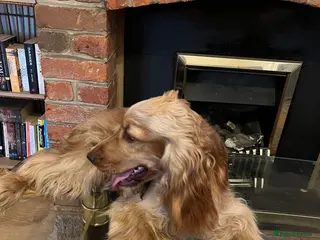 Cocker Spaniel dogs Rehoming Kc show cocker spaniel girl - Advert 1