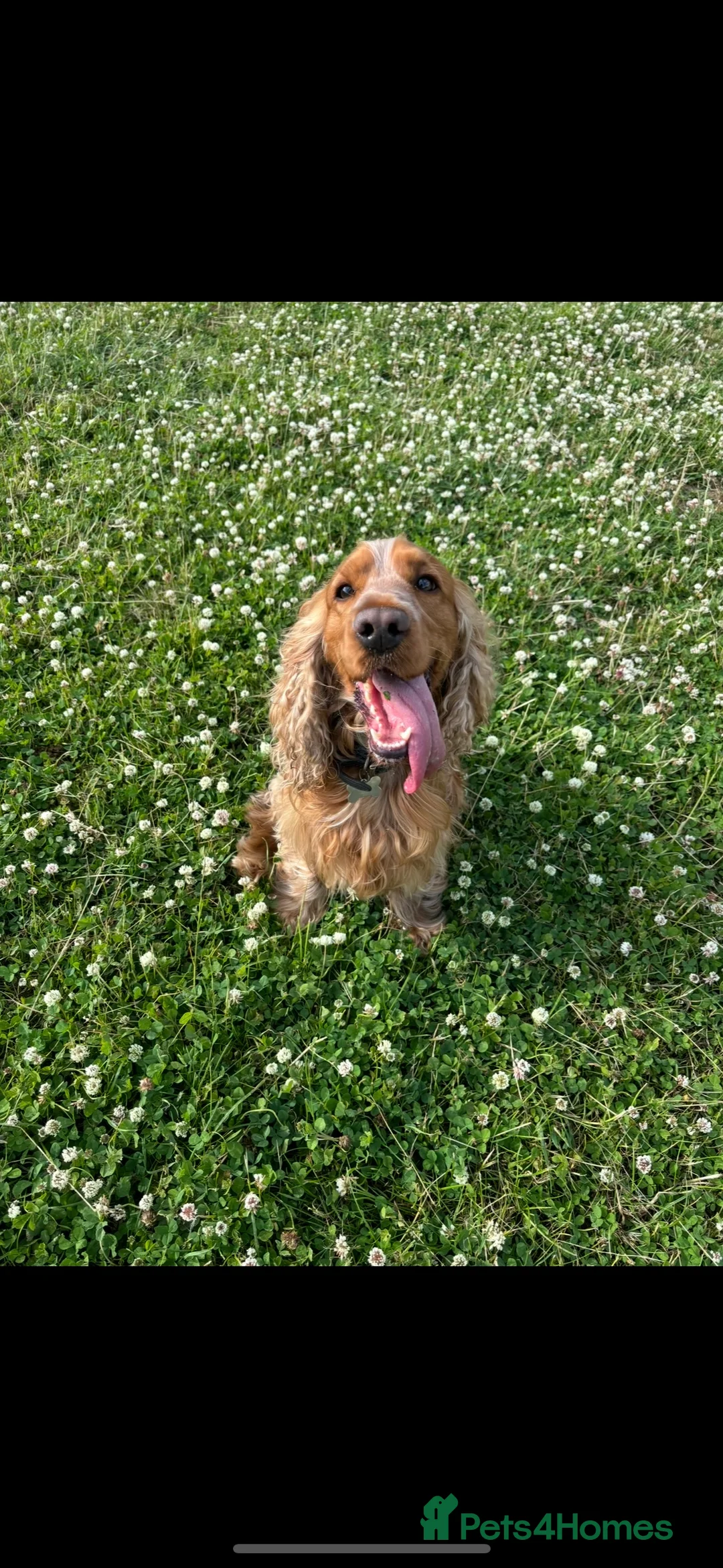 Cocker Spaniel dogs for sale: Show Cocker Spaniel - Advert 2