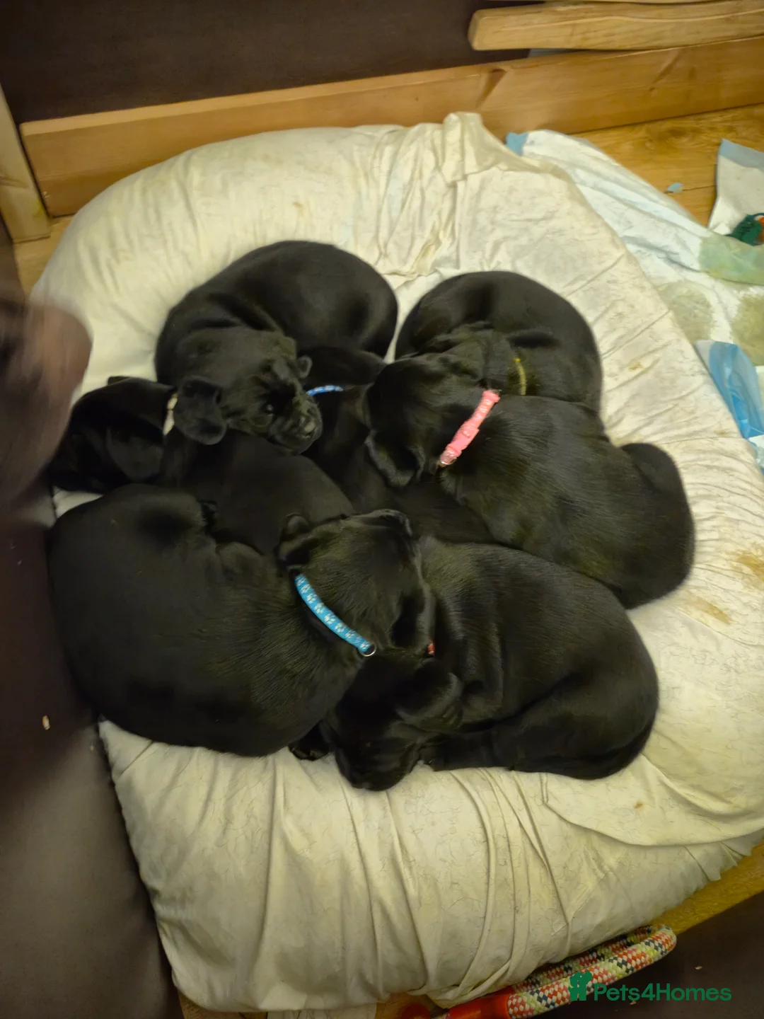Labrador Retriever dogs for sale: Litter of 7 black labradors - Advert 2