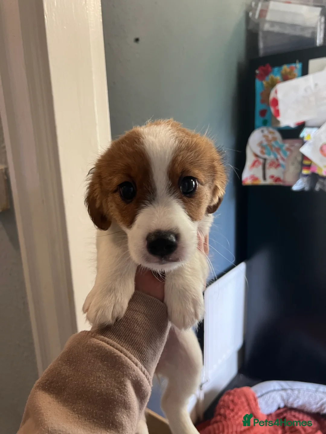 Mixed Breed dogs for sale: Cavapom cross puppies in Hinckley - Advert 2