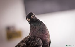 Pigeons birds for sale: Portuguese tumbler pigeon  - Image 1