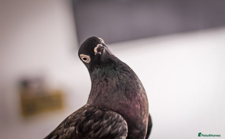 Pigeons birds - Advert 1