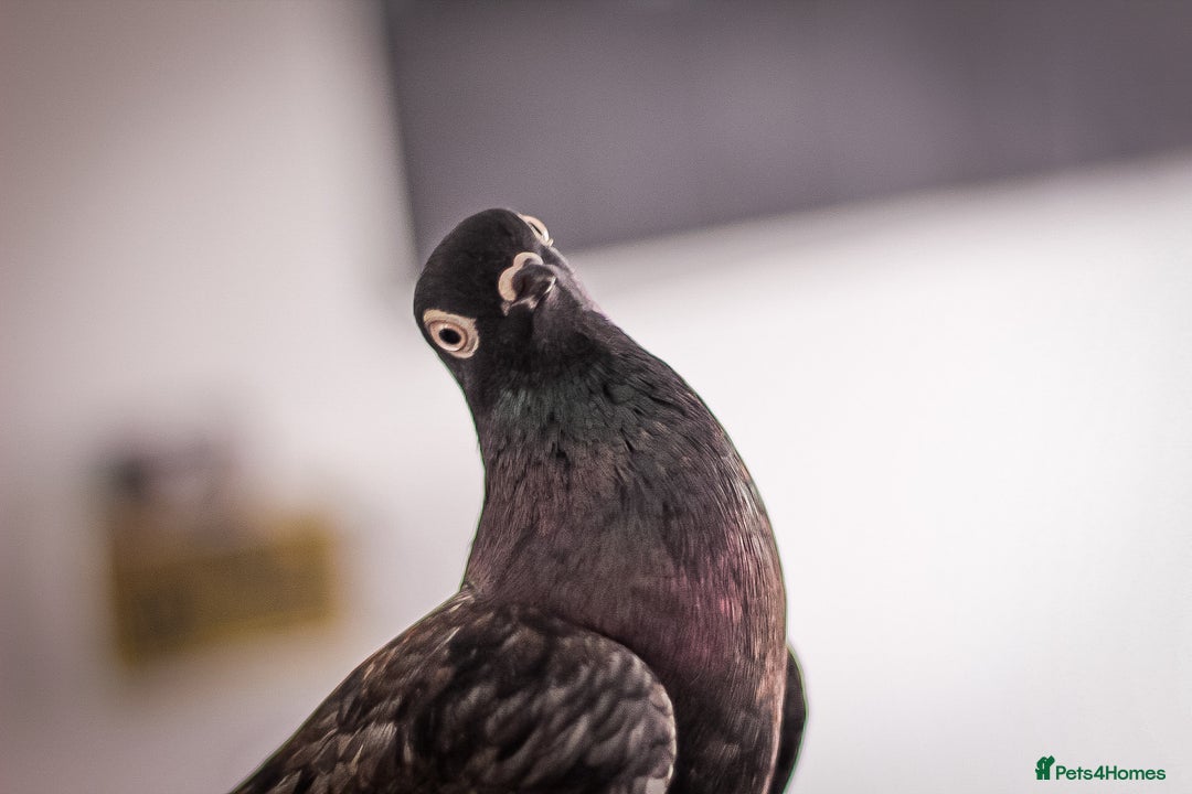 Pigeons birds for sale: Portuguese tumbler pigeon  - Image 1