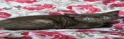 British Shorthair cats for sale: British shorthair crossed kitties  - Advert 9