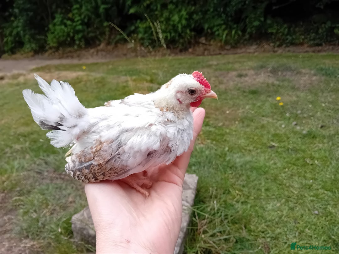 Chickens poultry for sale: Beautiful Tame Serama Trio - Handled Daily - Image 16