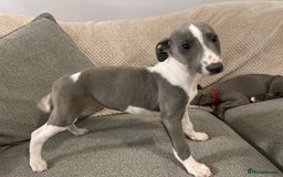 Whippet dogs for sale: ⭐️ Beautifully bred whippet pups ⭐️ - Image 17