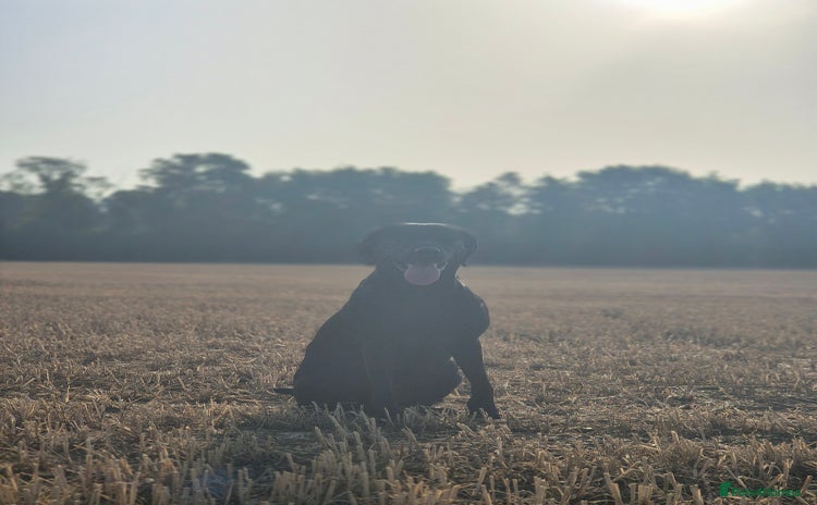 Labrador Retriever dogs - Advert 1