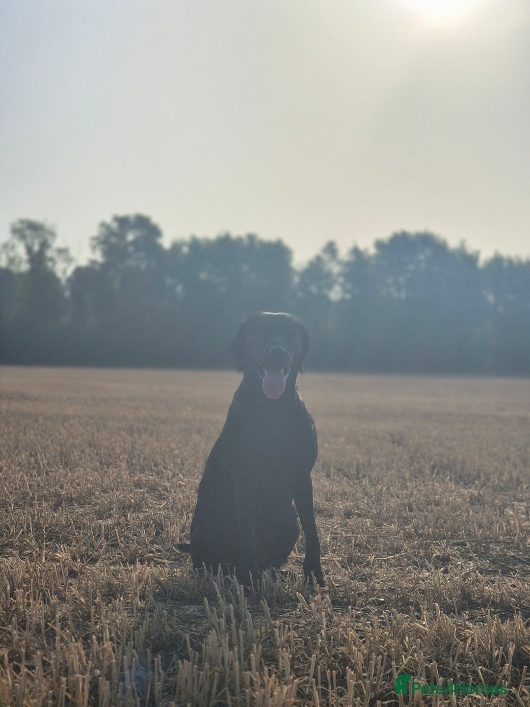 Labrador Retriever dogs for sale: Rehome lovely peach - Image 1