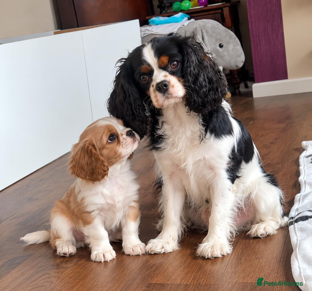 Cavalier King Charles Spaniel dogs Cavalier king charles spaniels  - Advert 8