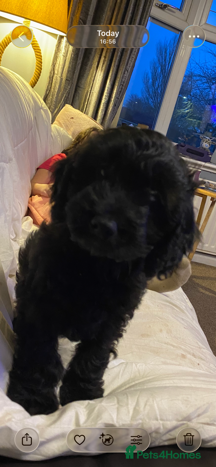 Cavapoo dogs Beautiful cavapoo puppy - Advert 1