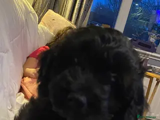 Cavapoo dogs Beautiful cavapoo puppy - Advert 1