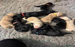 Goldador dogs for sale: Goldador Black & Golden Pups - Pets / Therapy - Image 1