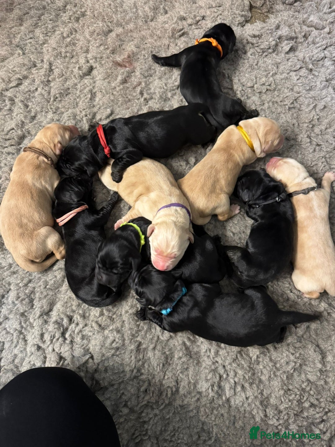 Goldador dogs for sale: Goldador Black & Golden Pups - Pets / Therapy - Image 1