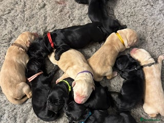 Goldador dogs - Advert 3