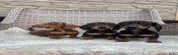 Miniature Dachshund dogs for sale: Miniature dachshunds (council licensed breeder) - Advert 12